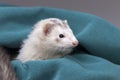 White ferret in green cloth.