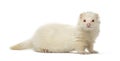 White Ferret looking at the camera, isolated Royalty Free Stock Photo