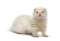 White Ferret looking at the camera, isolated