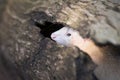 White Ferret Peering Out Of Hollow Log Royalty Free Stock Photo