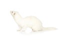 White ferret in studio Royalty Free Stock Photo