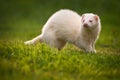 White Ferret