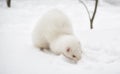 White ferret