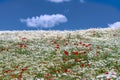 white field of chamomile flowers with red poppies in front of the blue sky Royalty Free Stock Photo