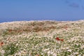 white field of chamomile flowers with red poppies in front of the blue sky Royalty Free Stock Photo
