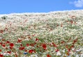 white field of chamomile flowers with red poppies in front of the blue sky Royalty Free Stock Photo