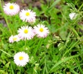 White field daisies, several flowers, growing in a group against a background of green grass Royalty Free Stock Photo