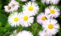 White field daisies, several flowers, growing in a group against a background of green grass Royalty Free Stock Photo