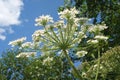 White field flower behind blue sky and trees close