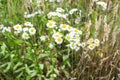 White wildflowers on the field