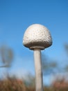 White field mushroom fungi