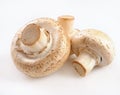 White field mushrooms champignon Royalty Free Stock Photo