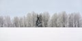 White field, with snow covered trees in distance and clear sky, minimal winter landscape - wide banner with space for text Royalty Free Stock Photo