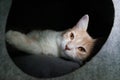 White and fiery short-haired cat lying on the black hole with light in