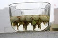 White fig (Ficus virens) fruits in a glass bowl full of water.