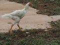 White fighting cock.