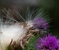 White fine seed threads of a thistle