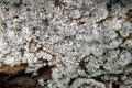 White Finger Slime Mold