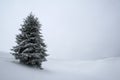 White fir tree