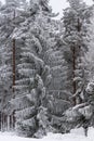 White fir tree frozen solid in northern Sweden