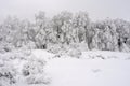 White fir in winter season