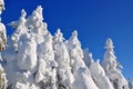 White firs from snow