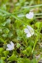 White first forest spring flowers