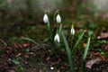 White first snowdrops at spring