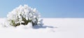 White first spring flowers under deep snow. Snowdrops are a symbol of spring. Banner with space for text