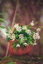 White first spring flowers in a wicker basket in a forest