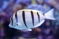 White fish with black stripes. Manini, convict surgeonfish, acanthurus triostegus