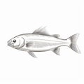 Sleek Fish Illustration Sketch On White Background - Neil Welliver Style