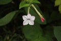 White five-pointed Nicotiana flower