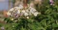 White flaccid flowers in the courtyard in the summer