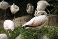 White flamingo Royalty Free Stock Photo