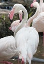 White flamingo bird