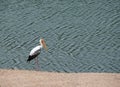 white flamingo bird