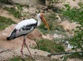 white flamingo bird