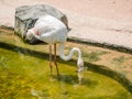 White flamingo bird Royalty Free Stock Photo