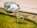 White flamingo bird Royalty Free Stock Photo