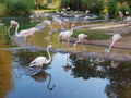 White Flamingo birds reflection in a pond