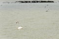 Falmingo in lagoon briny waters, Comacchio, Italy Royalty Free Stock Photo