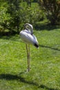 White Flamingo Royalty Free Stock Photo