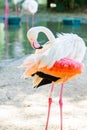 White flamingo close-up