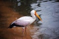 White flamingo in lake