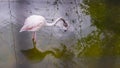 White flamingo in Pinnawala Open Zoo pond