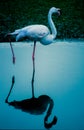 White flamingo standing with reflection in water Royalty Free Stock Photo