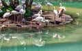 White Flamingoes Flock Illustration