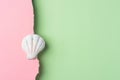 White flat round sea shell on duotone pink light green paper background with torn frazzle edge. Summer beach seaside vacation Royalty Free Stock Photo