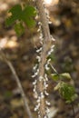 White flatid leaf bugs in Madagascar Royalty Free Stock Photo